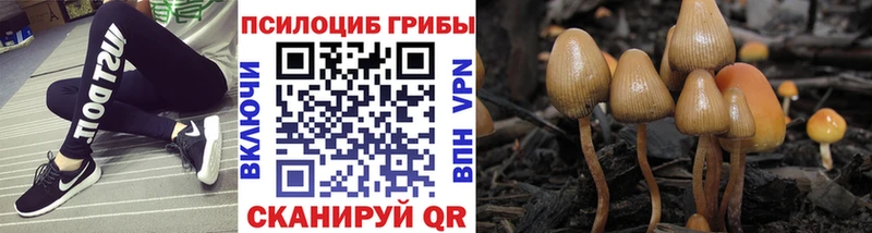 где найти   Алексин  Псилоцибиновые грибы Psilocybine cubensis 